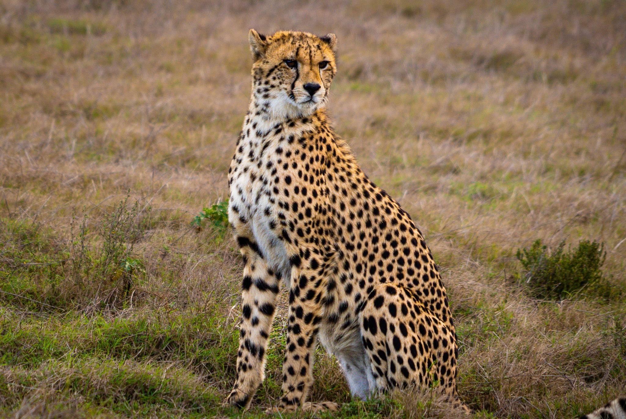 Güney Afrika'nın Doğal Güzellikleri ve Unutulmaz Safari Deneyimi
