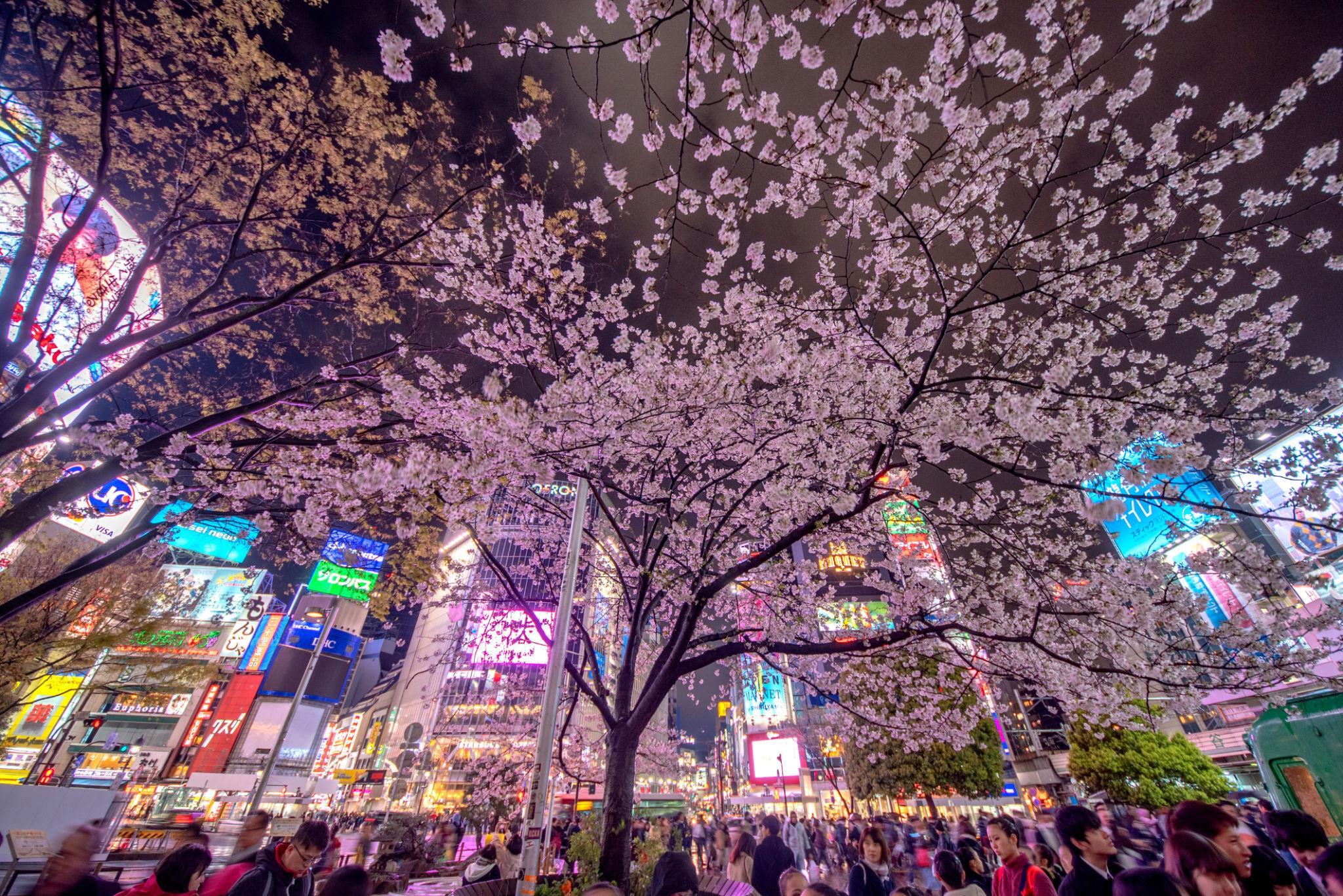 Japonya ve Güney Kore: Tokyo’dan Seul’e Uzak Doğu’nun Büyüleyici Rotası