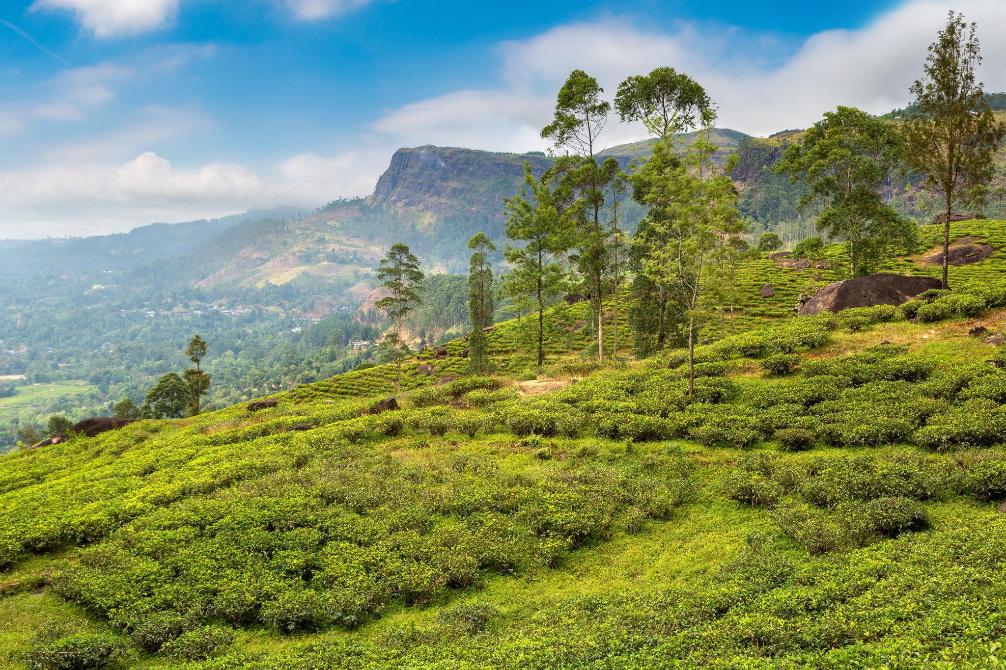 Sri Lanka'da Tapınaklar, Çay Bahçeleri ve Egzotik Manzaralar