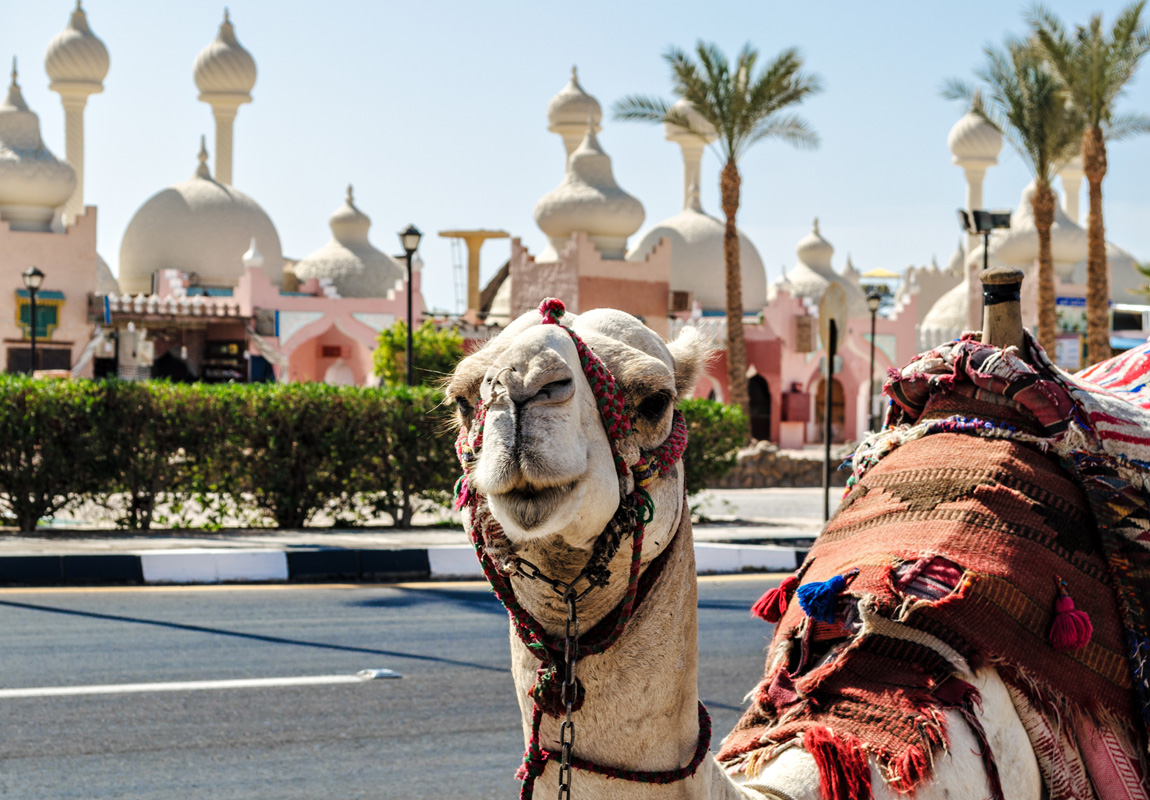 Su Altı Cenneti Sharm El-Sheikh (Şarm)