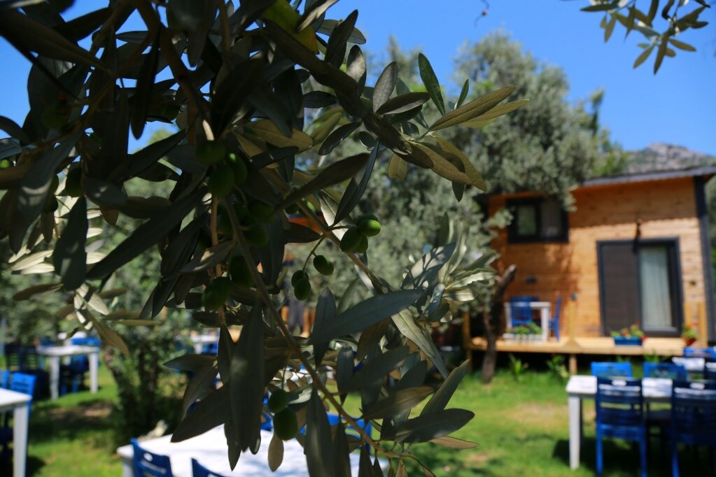 Zeytin Dalı Butik Otel & Beach