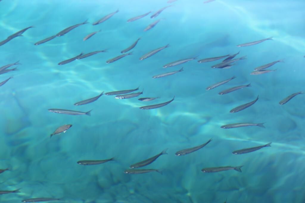 Tymnos Hotel Bozburun