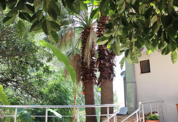 Eden Pyara Hotel Turunc