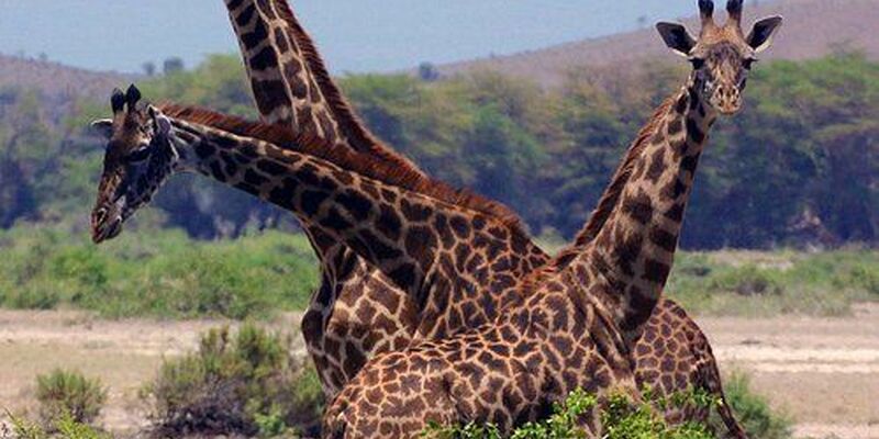 Kenya Safari Turu Air Arabia Havayolları ile Her Pazar Hareket FIT