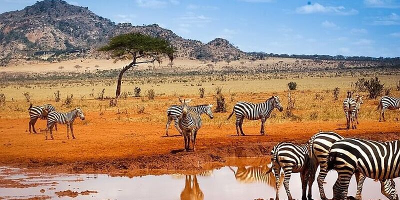 Kenya Safari Turu Air Arabia Havayolları ile Her Pazar Hareket FIT