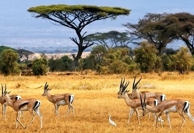 Kenya Safari Turu Air Arabia Havayolları ile Her Pazar Hareket FIT