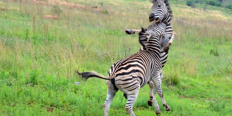Elegant Güney Afrika Turu Türk Havayolları ile 7 Gece (CPT-JNB) 