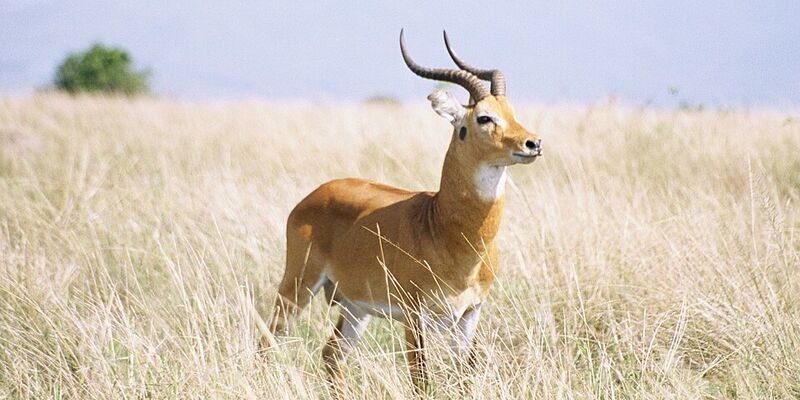Elegant Uganda Turu Türk Havayolları ile 7 Gece (EBB-EBB)