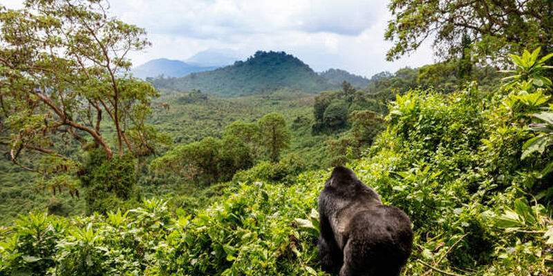 Elegant Ruanda & Uganda Turu Türk Havayolları ile 8 Gece (KGL-EBB)