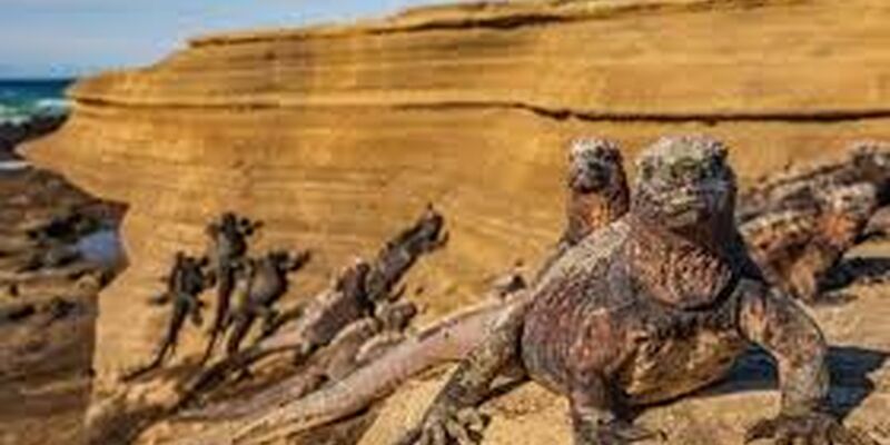 Türk Havayolları ile Panama & Kolombiya & Ekvador & Galapagos Adaları Turu - 13 Gün - 2026