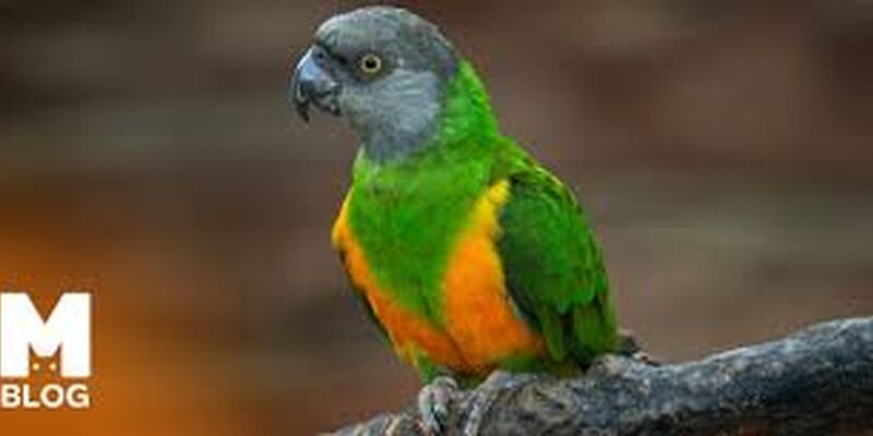 THY ile Senegal Cape Verde Turu - 8 Gece 10 Gün - 2026