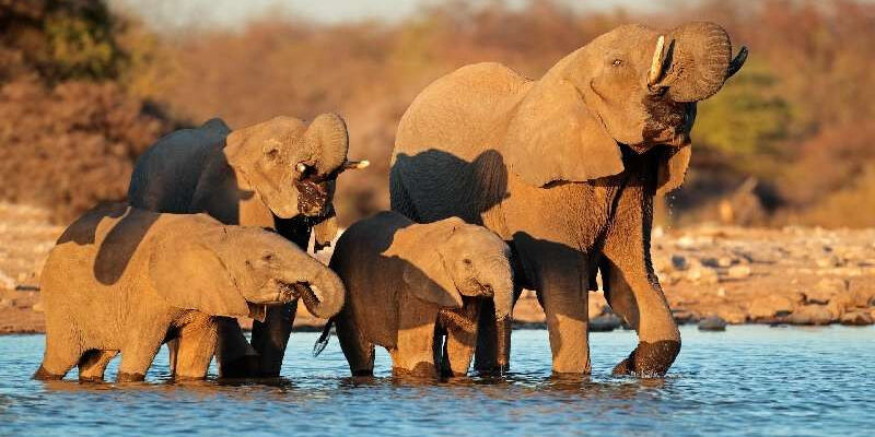 Dolu Dolu Güney Afrika & Botsvana & Victoria Şelaleleri Turu Rotası