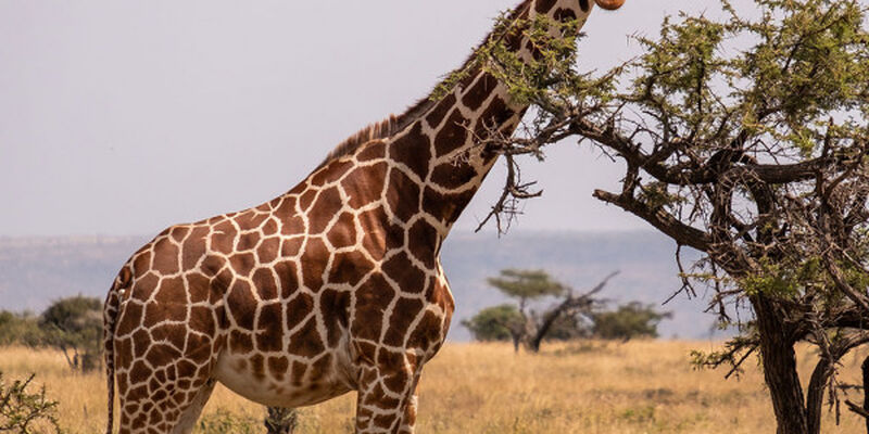 Dolu Dolu Güney Afrika & Botsvana & Victoria Şelaleleri Turu Rotası
