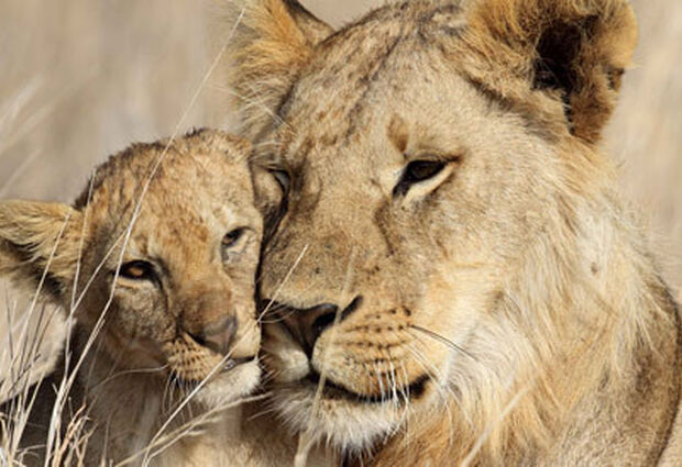 Dolu Dolu Güney Afrika & Botsvana & Victoria Şelaleleri Turu Rotası