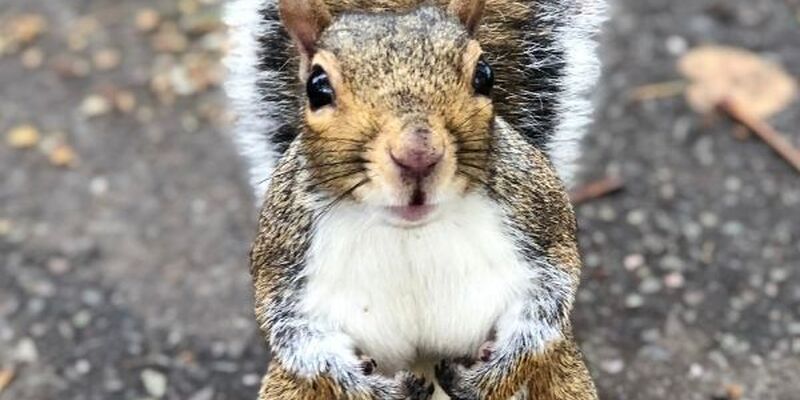 İstanbul'dan THY ile Londra Turu 3 Gece 4 Gün