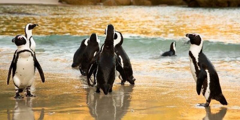 Fırsat Güney Afrika Safari Turu (Tüm Turlar Dahil)