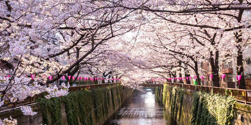 Sakura Dönemi Özel Japonya & Kore Turu Mistik Rotalar V3