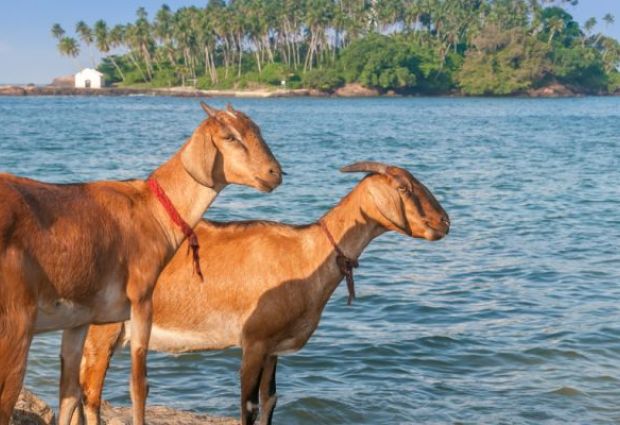 Elegant Sri Lanka Turu - THY ile