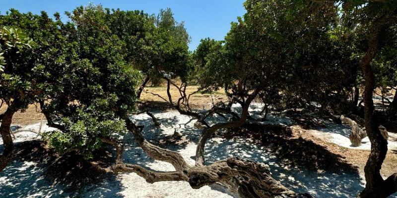 Sakız Adası Turu - Türkçe Rehberli (2 Gece 3 Gün)