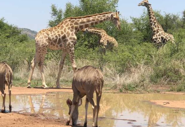 Dolu Dolu Güney Afrika & Botsvana & Victoria Şelaleleri Turu Rotası V2