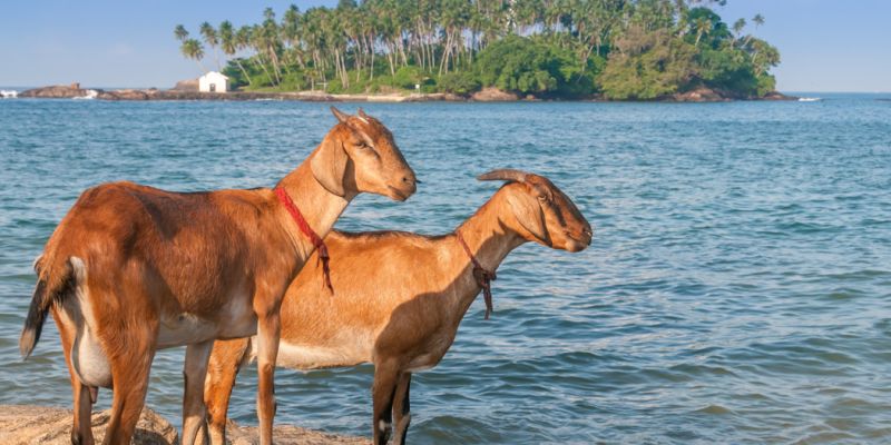 Elegant Sri Lanka Turu - THY ile