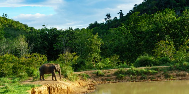 Elegant Sri Lanka Turu - THY ile