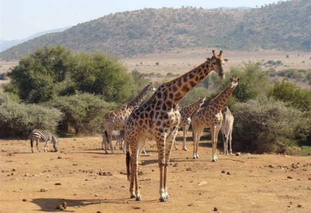 Dolu Dolu Güney Afrika & Botsvana & Victoria Şelaleleri Turu Rotası V3