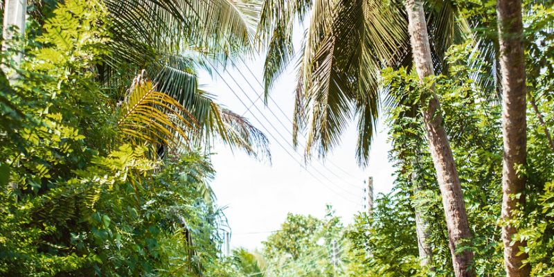 Sri Lanka Turu Türk Havayolları İle 6 Gece 8 Gün