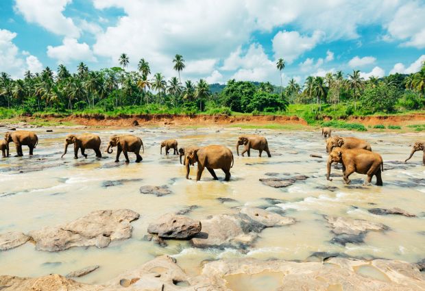 Sri Lanka Turu Türk Havayolları İle 6 Gece 8 Gün