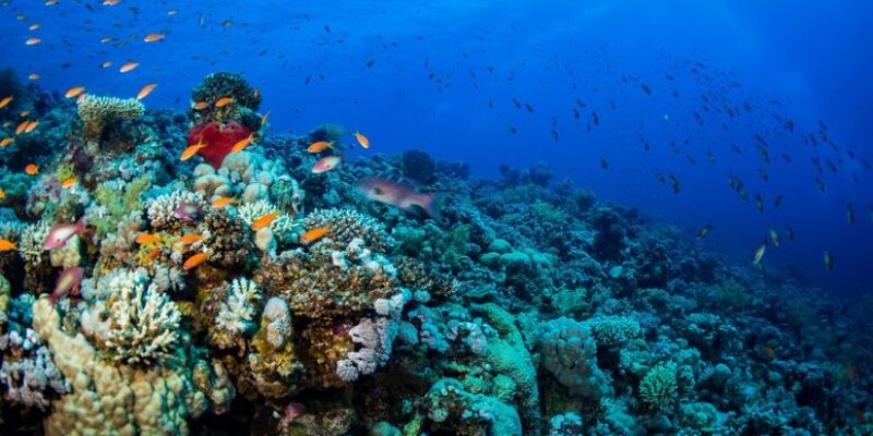 Sharm El Sheikh - Kızıldeniz Rotası Turu (4 Gece - 5 Gün) V2