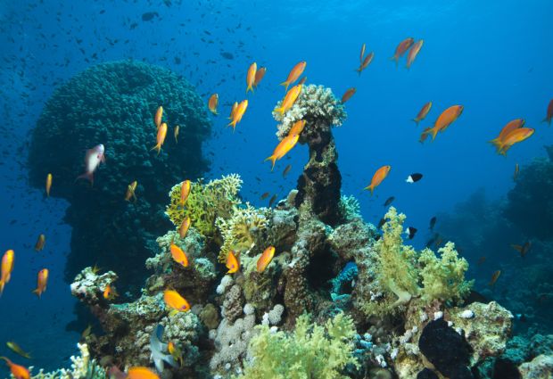 Sharm El Sheikh & Kahire & İskenderiye Turu Türk Havayolları ile 3 Gece