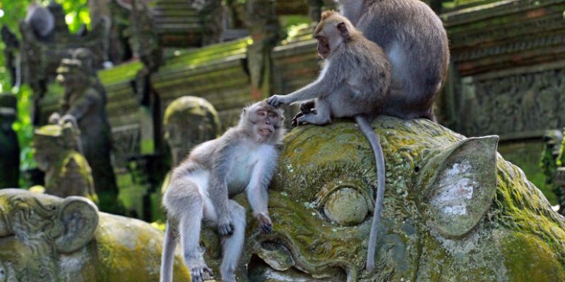 Elegant Bali Ubud Turu - THY ile - 5 Gece (DPS-DPS)