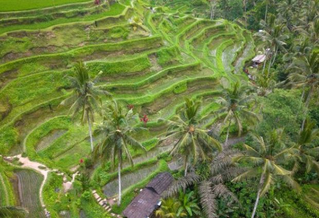Görkemli Tropikal Ada Bali ve Ubud Singapur ile Turu Singapore Airlines ile 5 Gece Yaz Dönemi