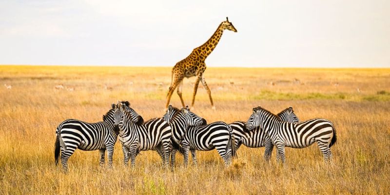 Muhteşem Güney Afrika Turu - 2026 Johannesburg - Sun City - Cape Town