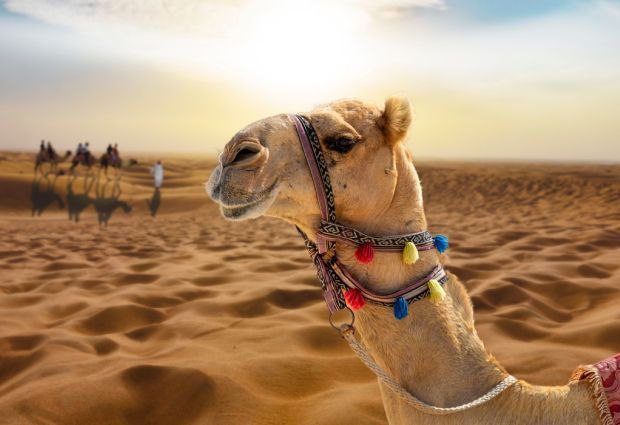 Sheraton Özel Vize Dahil 4 Kal 3 Öde Dubai Turu Emirates Havayolları ile 4 Gece