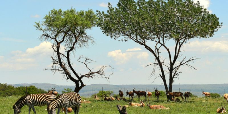 Görkemli Güney Afrika ve Safari 7 Gece - THY ile 08 Kasım Hareket (2026 Sonbahar Dönemi)