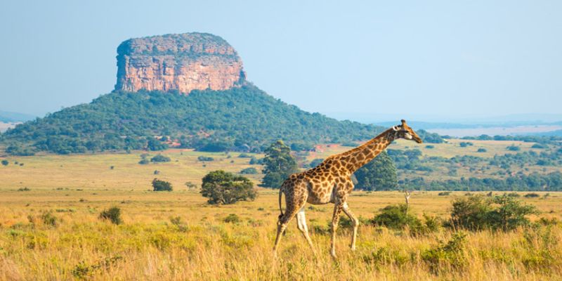 Görkemli Güney Afrika ve Safari 7 Gece - THY ile 08 Kasım Hareket (2026 Sonbahar Dönemi)