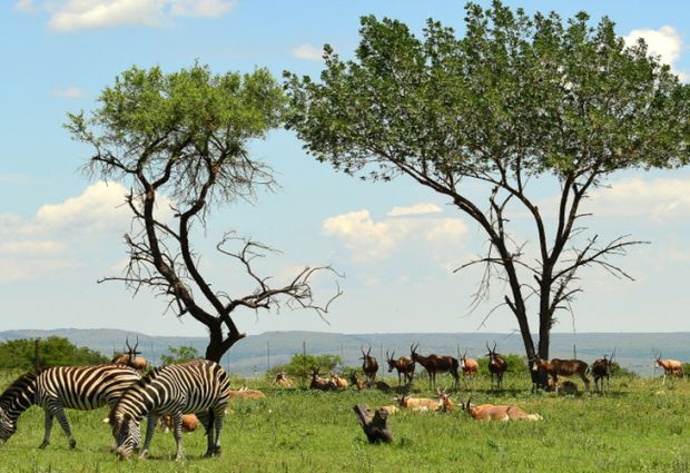 Flex Güney Afrika & Safari Türk Hava Yolları ile 5 Gece