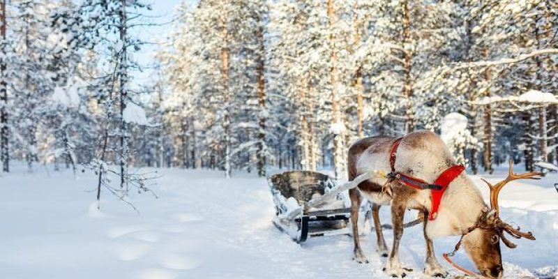 Dolu Dolu Lapland Turu Beyaz Rotalar (4 Gece - Park Hotel)