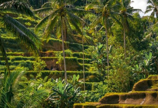 Rüya Ada Bali - Ubud Turu THY ile 7 Gece Ramazan Bayramı Özel