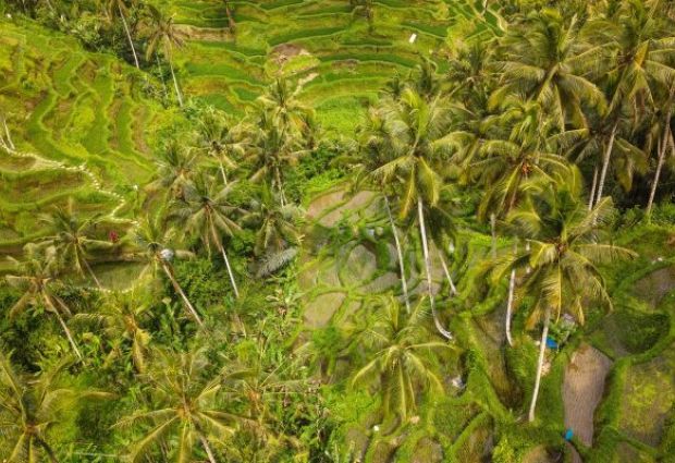 Comfort Ubud ve Bali Turu Qatar ile 7 Gece Ekstra Turlar Dahil