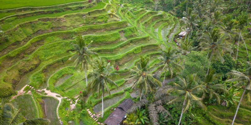 Comfort Ubud ve Bali Turu THY ile 6 Gece Ekstra Turlar Dahil