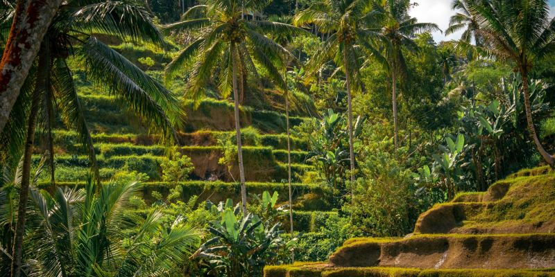 Görkemli Tropikal Ada Bali ve Ubud Singapur ile Turu Singapore Airlines ile 5 Gece Yaz Dönemi