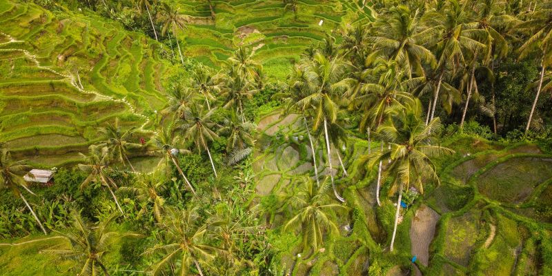 Görkemli Tropikal Ada Bali ve Ubud Singapur ile Turu Singapore Airlines ile 5 Gece Yaz Dönemi