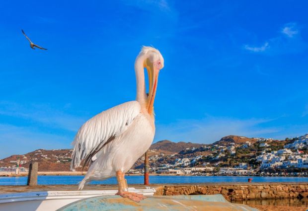 Costa Pacifica ile Yunan Adaları Gemi Turu 8 Gece