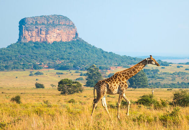 Dolu Dolu Güney Afrika Safari Rotası Turu | THY ile