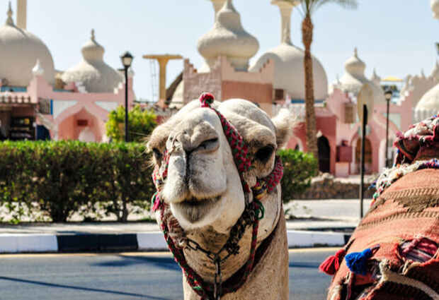 Promosyon Sharm El Sheikh Turu (Ajet Havayolları ile 5 Gece) Otelden Erken Çıkışlı