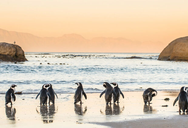 Sömestr Dönemi Elit Güney Afrika Turu | Ekstra Turlar Dahil THY ile 7 Gece 10 Gün