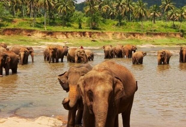 Sri Lanka Turu (CMB-CMB) - G9