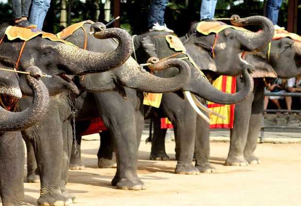 Elegant Bangkok & Pattaya & Phuket Türk Havayolları ile 6 Gece - BKK-HKT